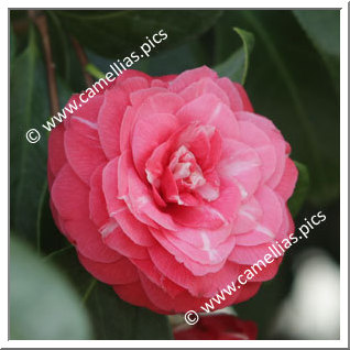 Camellia Japonica 'Nitida'