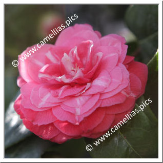 Camellia Japonica 'Nitida'