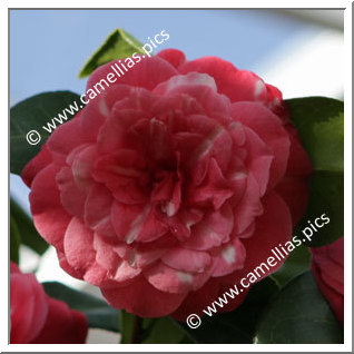 Camellia Japonica 'Nitida'
