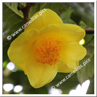 Camellia Species 'C. nitidissima'