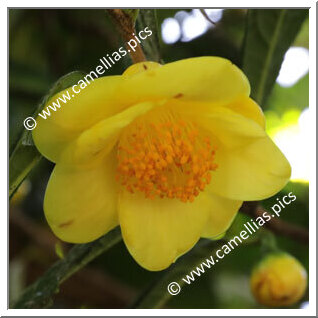 Camellia Species C. nitidissima