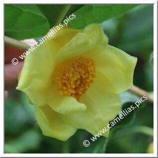 Camellia Species 'C. nitidissima'