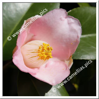 Camellia Japonica 'Nobe-oka'