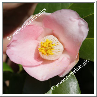 Camellia Japonica 'Nobe-oka'