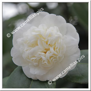 Camellia Japonica 'Nobilissima'