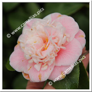 Camellia Japonica 'Nobilissima Rosea'