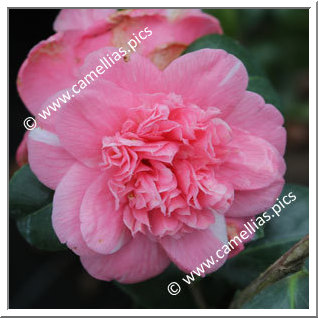 Camellia Japonica 'Nobilissima Rosea'