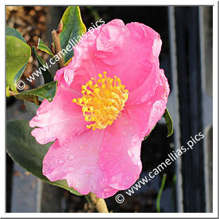 Camellia Sasanqua 'Nodami-ushiro'