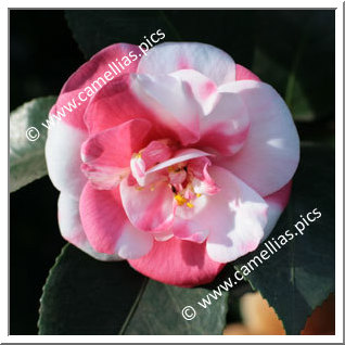 Camellia Japonica 'Noisette'