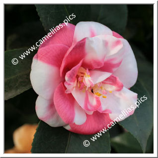 Camellia Japonica 'Noisette'