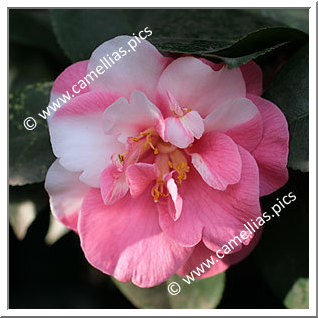 Camellia Japonica 'Noisette'