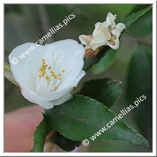 Camellia Botanique C. nokoensis