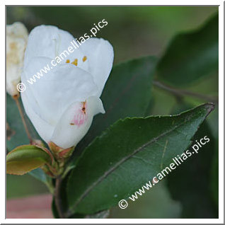 Camellia Species 'C. nokoensis'