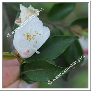 Camellia Botanique 'C. nokoensis'