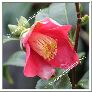 Camellia Japonica 'Nokogiriba-tsubaki'