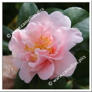 Camellia Japonica 'Nolwenn'