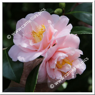 Camellia Japonica 'Nolwenn'