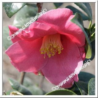 Camellia Japonica 'Nominoé'