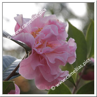Camellia Hybride 'Nonie Haydon'