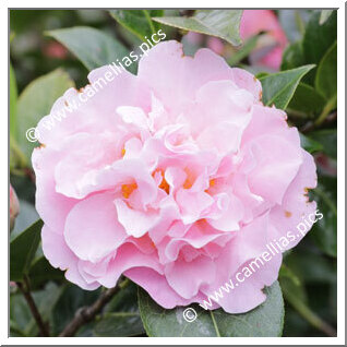 Camellia Hybride 'Nonie Haydon'