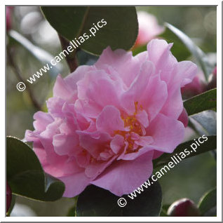 Camellia Hybride 'Nonie Haydon'