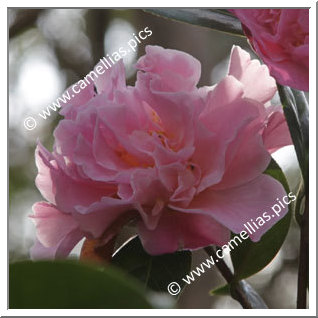 Camellia Hybrid 'Nonie Haydon'