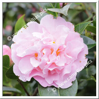 Camellia Hybrid 'Nonie Haydon'