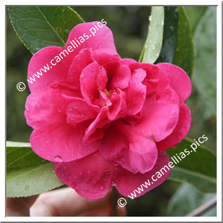 Camellia Reticulata 'Notre Dame'