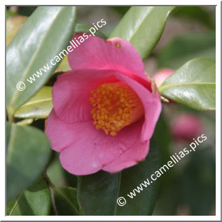 Camellia Hybride C.x williamsii 'November Pink'