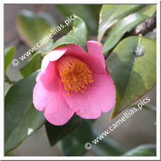 Camellia Hybrid C.x williamsii 'November Pink'
