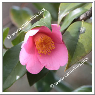 Camellia Hybride C.x williamsii 'November Pink'