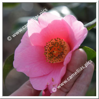 Camellia Hybrid C.x williamsii 'November Pink'