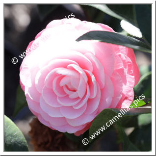 Camellia Japonica 'Nuccio's Cameo'