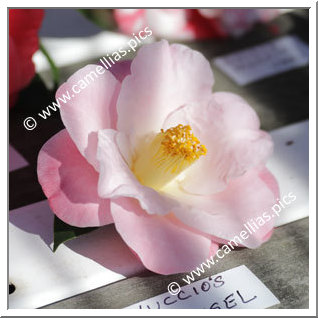 Camellia Japonica 'Nuccio's Carousel'