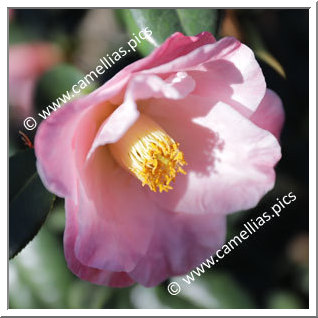 Camellia Japonica 'Nuccio's Carousel'