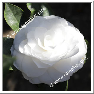 Camellia Japonica 'Nuccio's Gem'