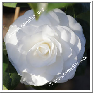 Camellia Japonica 'Nuccio's Gem'