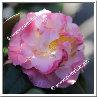 Camellia Japonica 'Nuccio's Jewel'