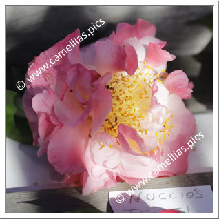 Camellia Japonica 'Nuccio's Jewel'