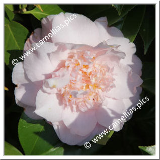 Camellia Japonica 'Nuccio's Pink Lace'