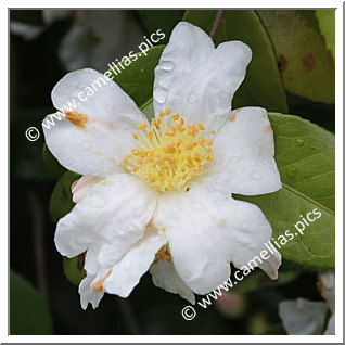 Camellia Hybrid 'Nukadahime'