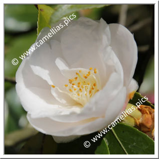 Camellia Hybride 'Nymph'