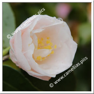 Camellia Hybride 'Nymph'