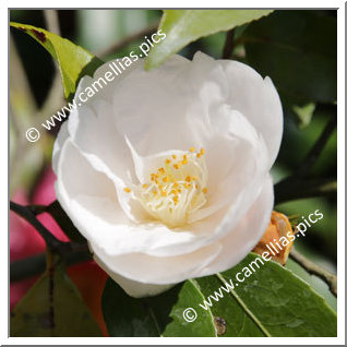 Camellia Hybrid 'Nymph'