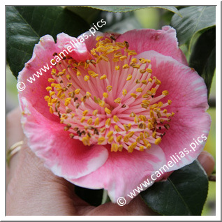 Camellia Camellia Japonica de Higo 'Ô-aso'