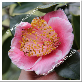 Camellia Camellia Japonica de Higo 'Ô-aso'