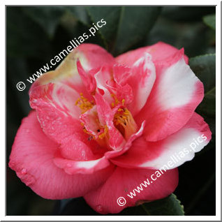 Camellia Japonica 'Ô-niji'