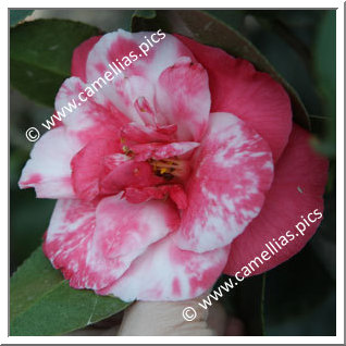 Camellia Japonica 'Ô-niji'