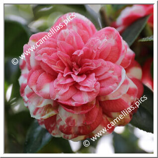 Camellia Japonica 'Oca'