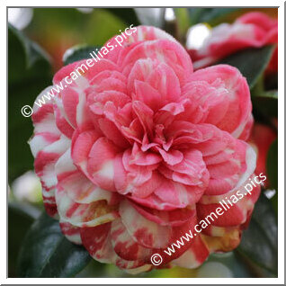 Camellia Japonica 'Oca'